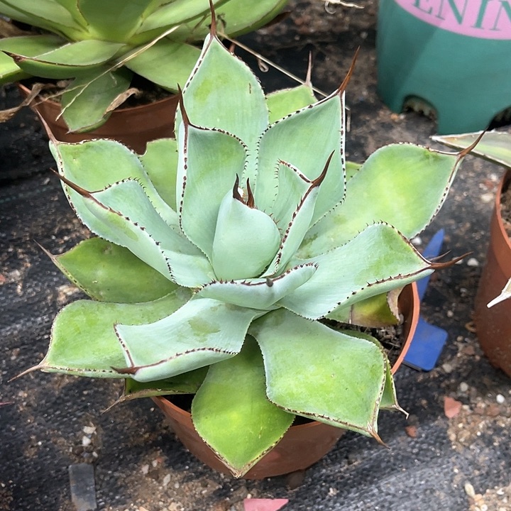 宝宝牙齿龙舌兰系列