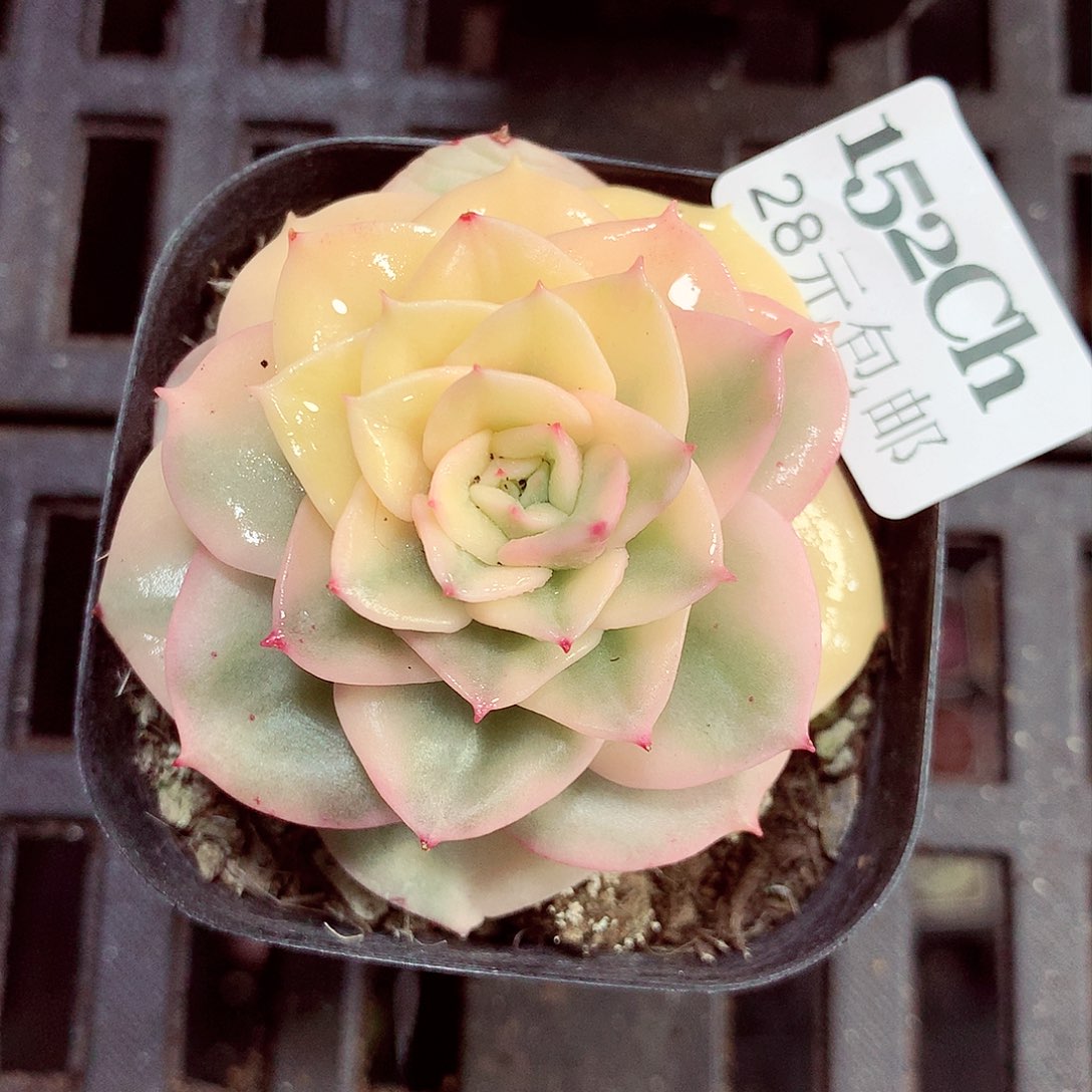 5厘米盆精控多肉152