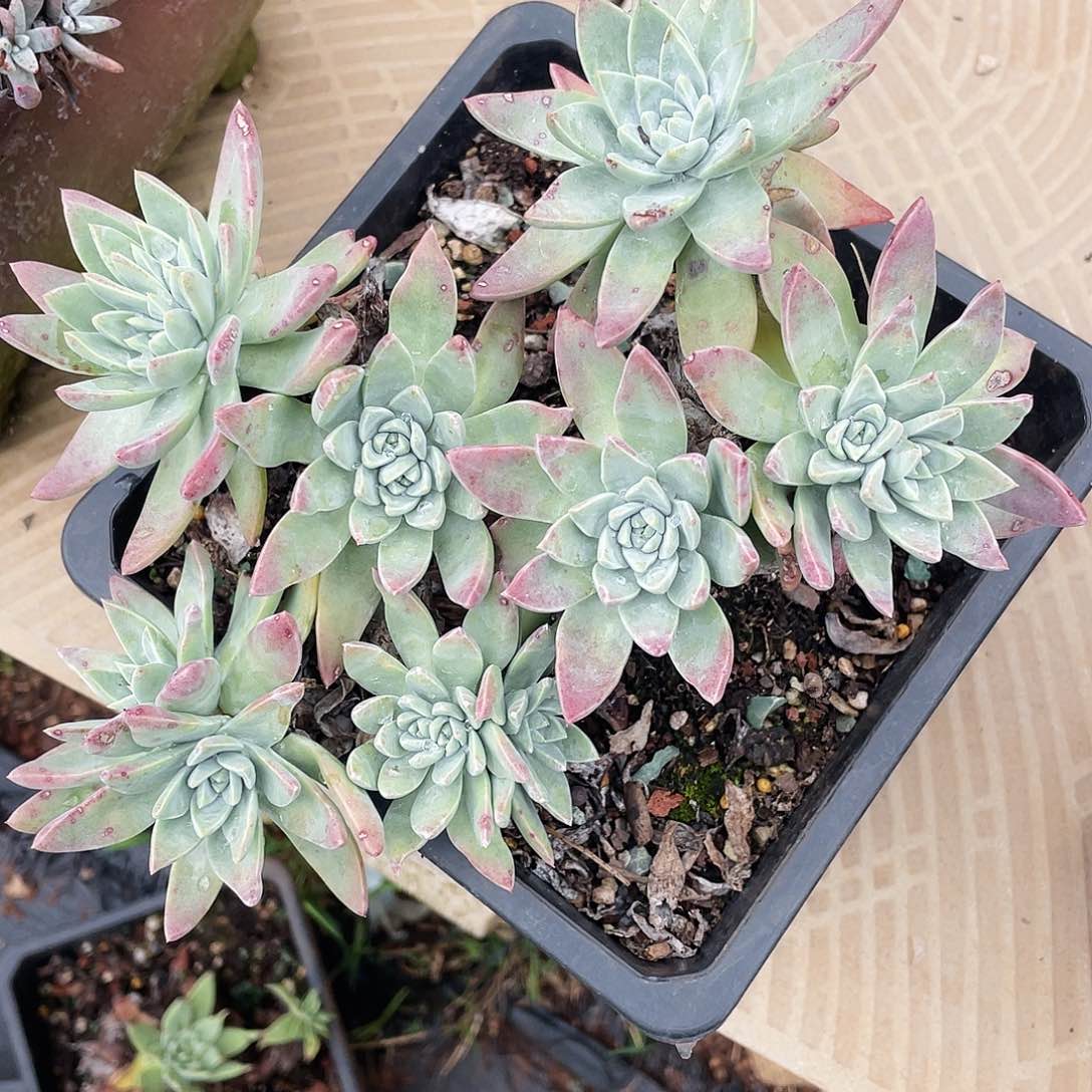 白菊苹果叶老桩多头