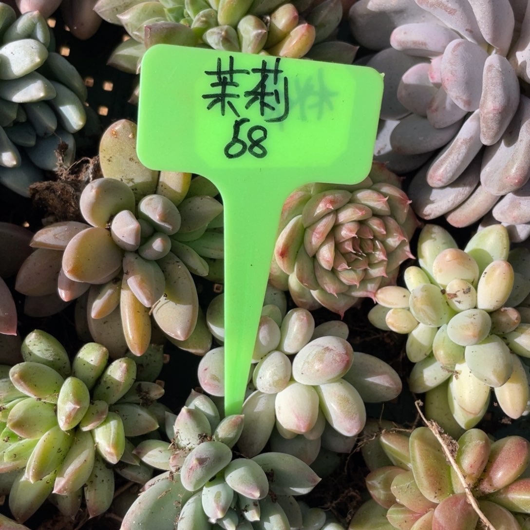****莉姐姐说她要，茉莉68