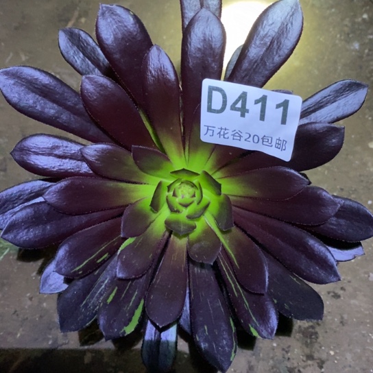 411墨法多肉植物