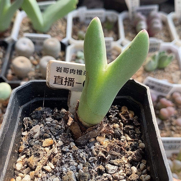 大枪皮卡丘少将一颗