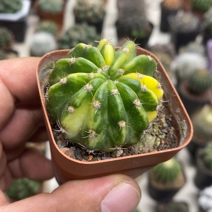 大豪丸锦特价福利