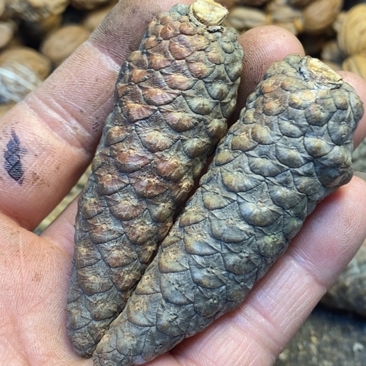 沫***沐桃核吊坠娜姐你是66