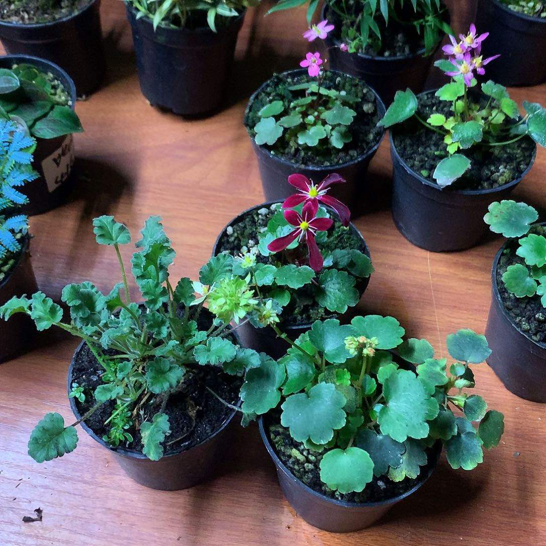 当前无花栽培后可以开花