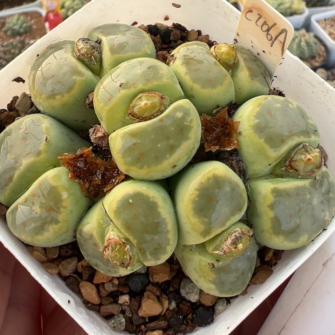 7头透窗奶油绿神迪群多肉