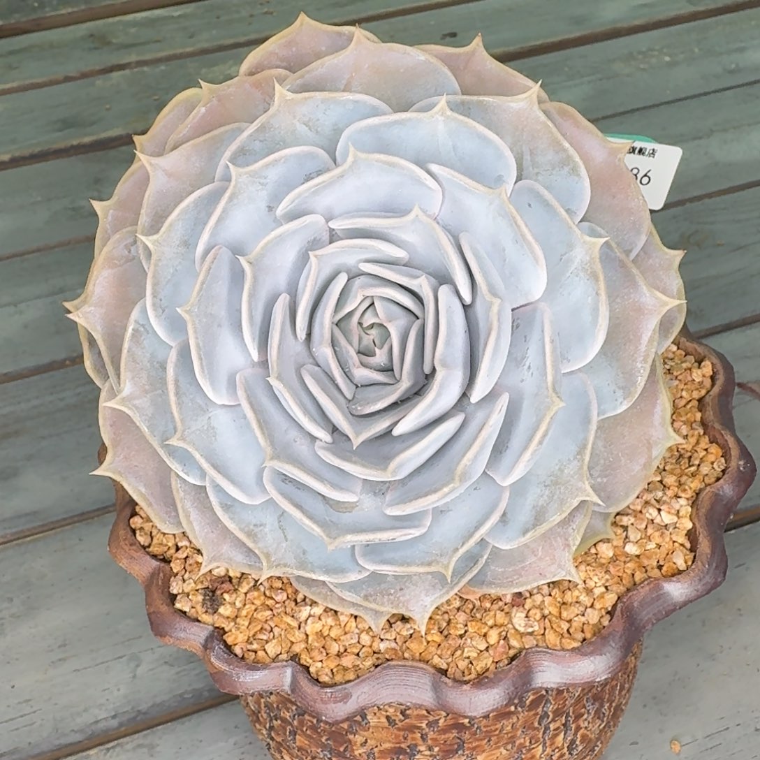 从前慢多肉精选编号1207.386