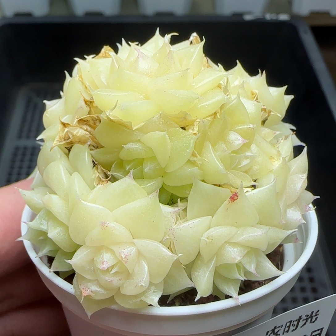 0210-151珠光麦秆