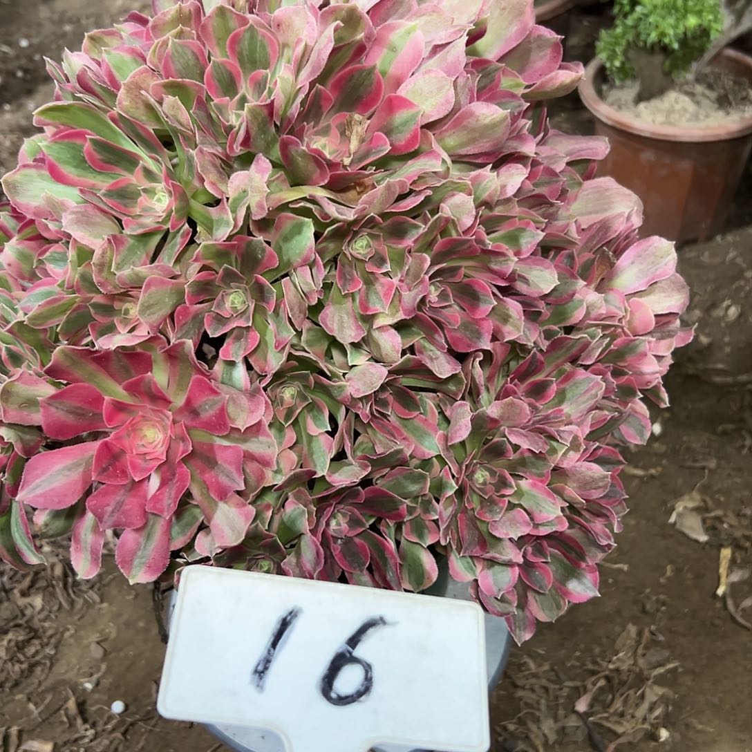多肉植物妖月法师16