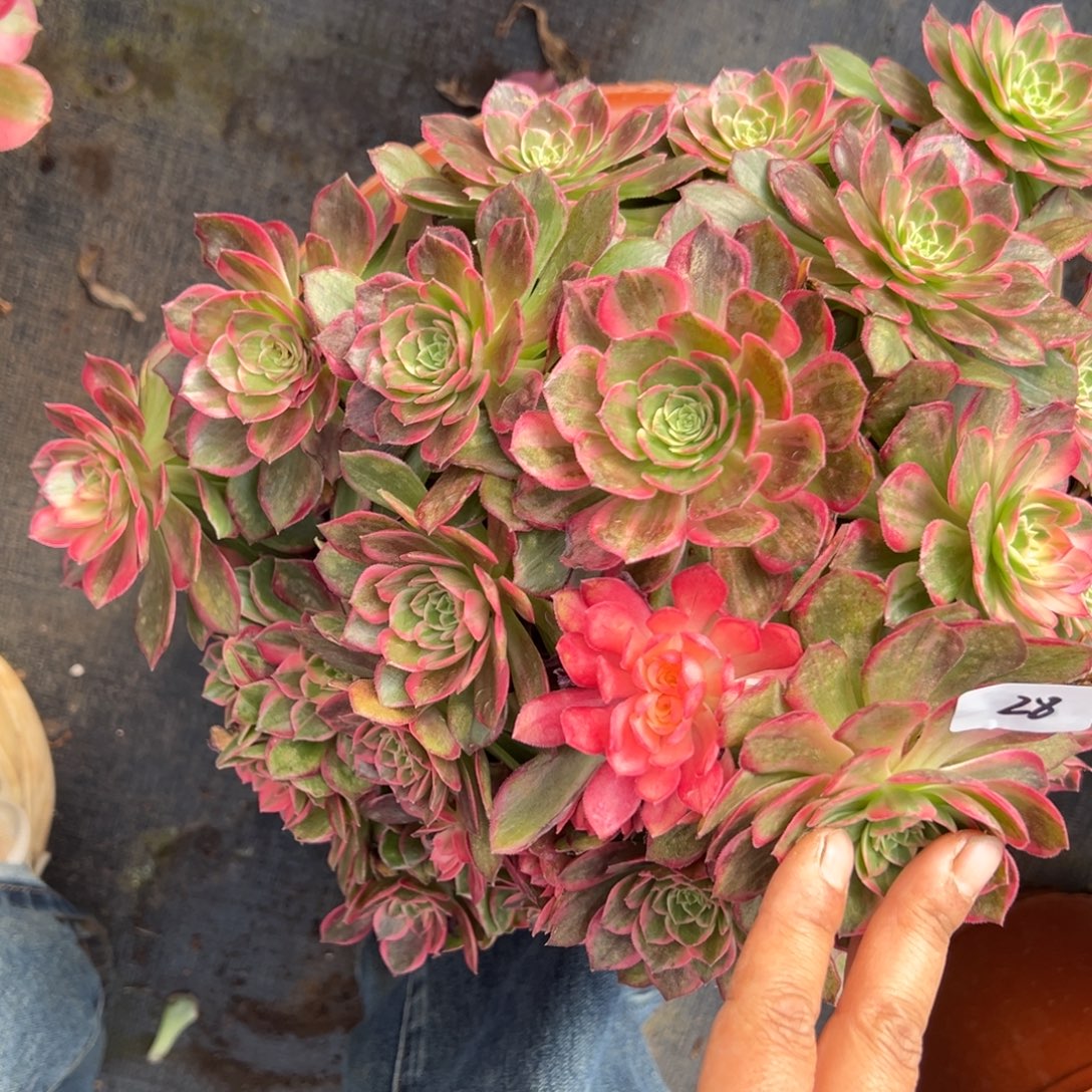 28万花筒多肉椅子