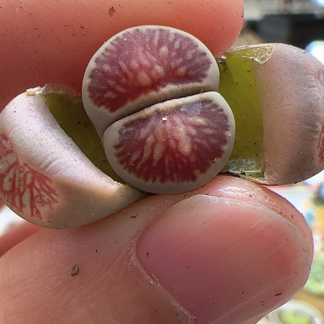 【闪购商品】127 红窗菊