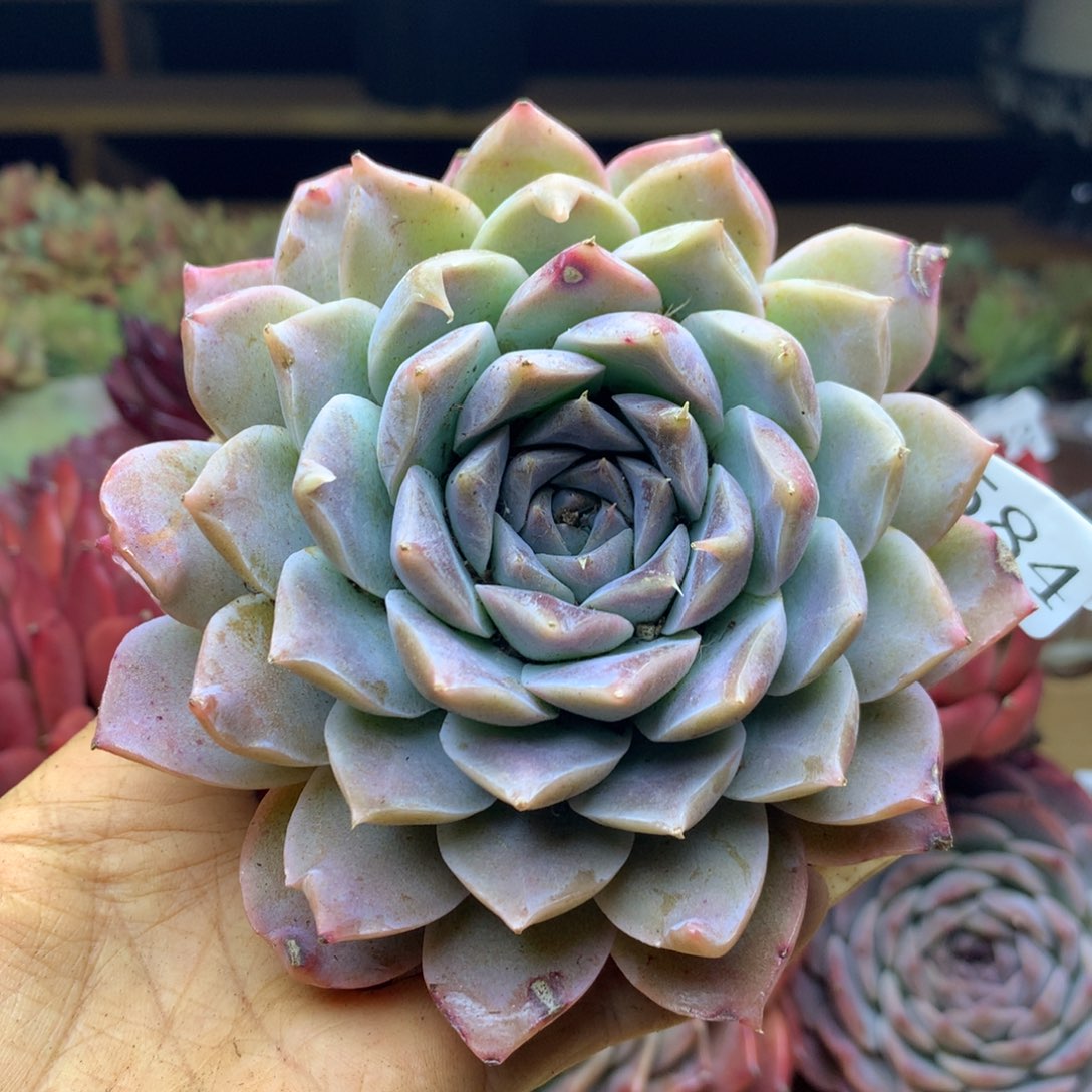 2584杂交精品基地11冠