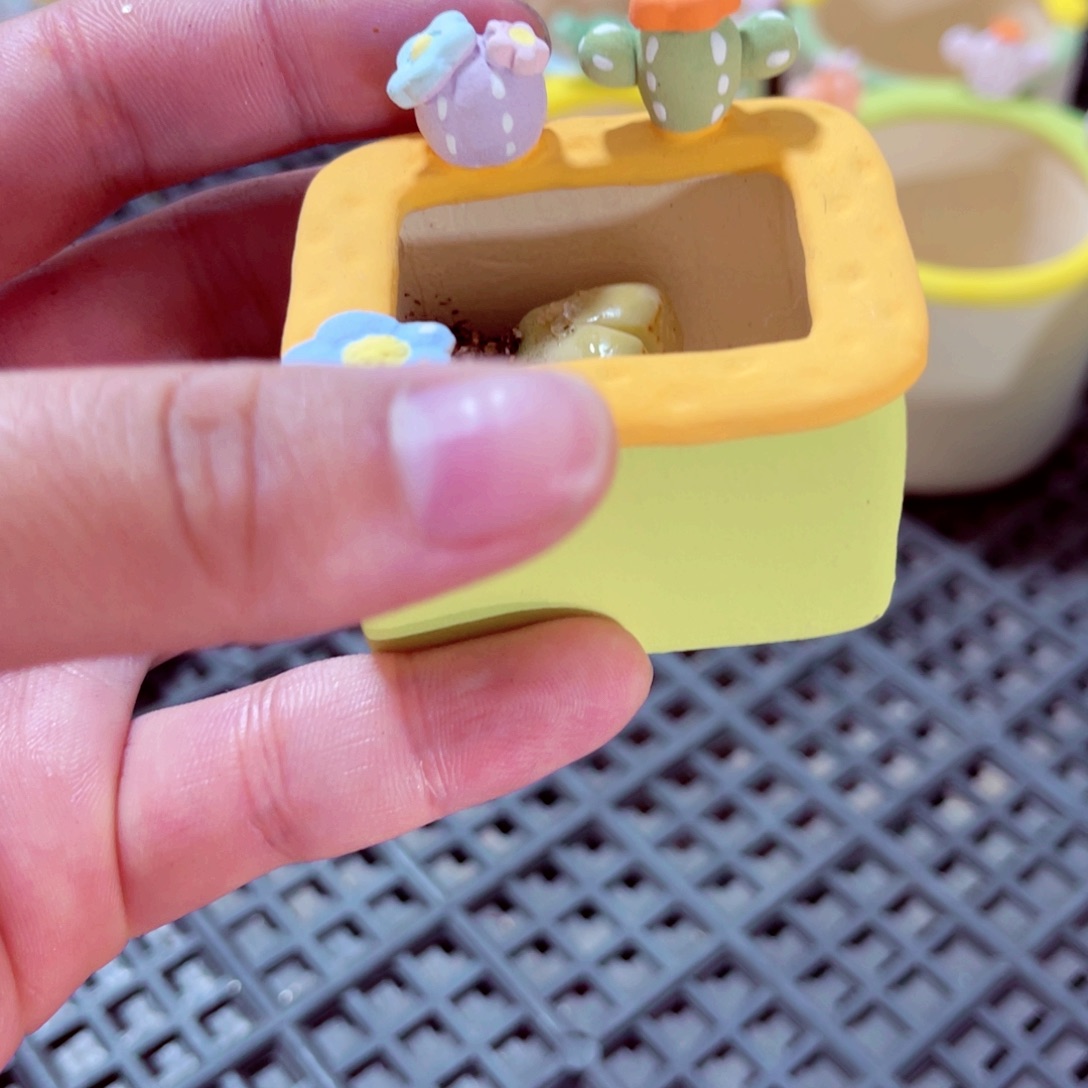 命***运176号带盆包邮发货