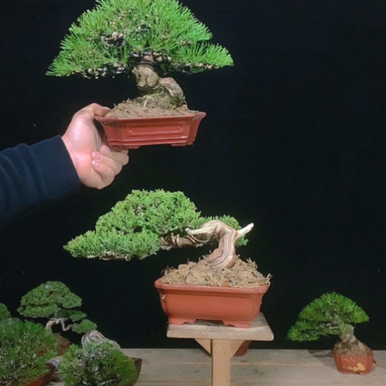 【闪购商品】无花朵王*虎