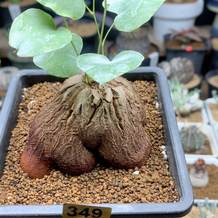 象足龟甲龙带盆多肉