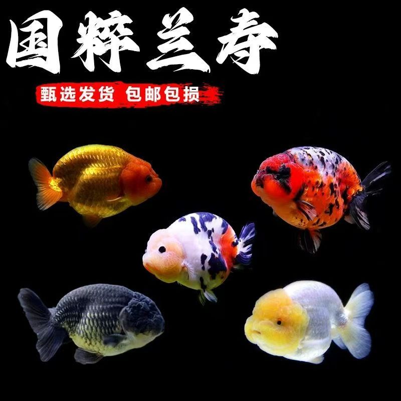 兰寿金鱼活体冷水观赏鱼好养耐活可爱招财