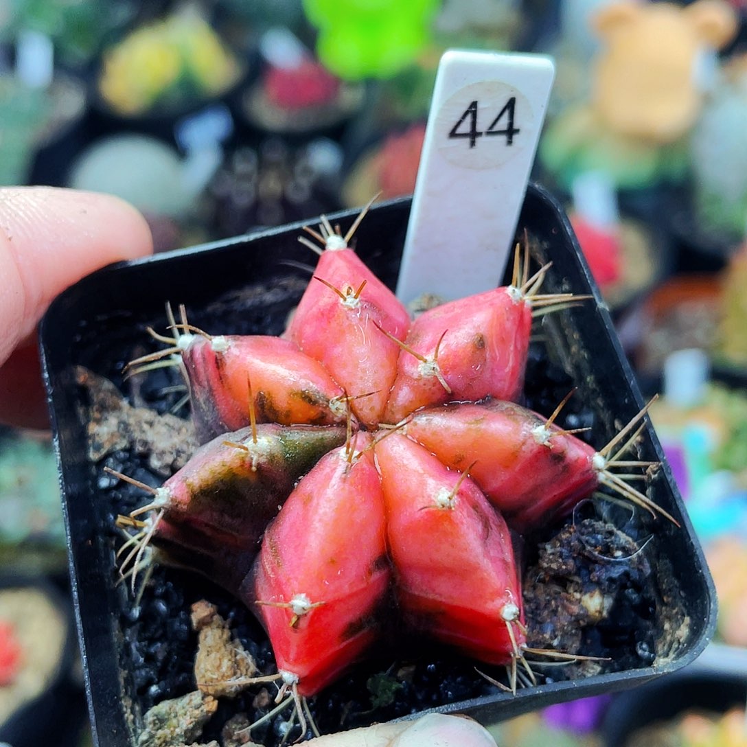 非偏远地区满25包邮仙人球