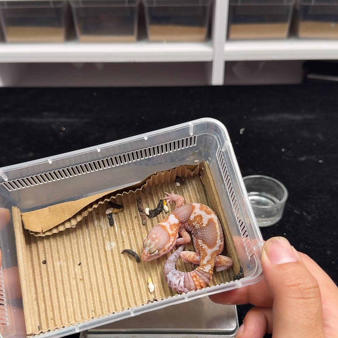 肥尾守宫碎纹高白橘白奶牛！