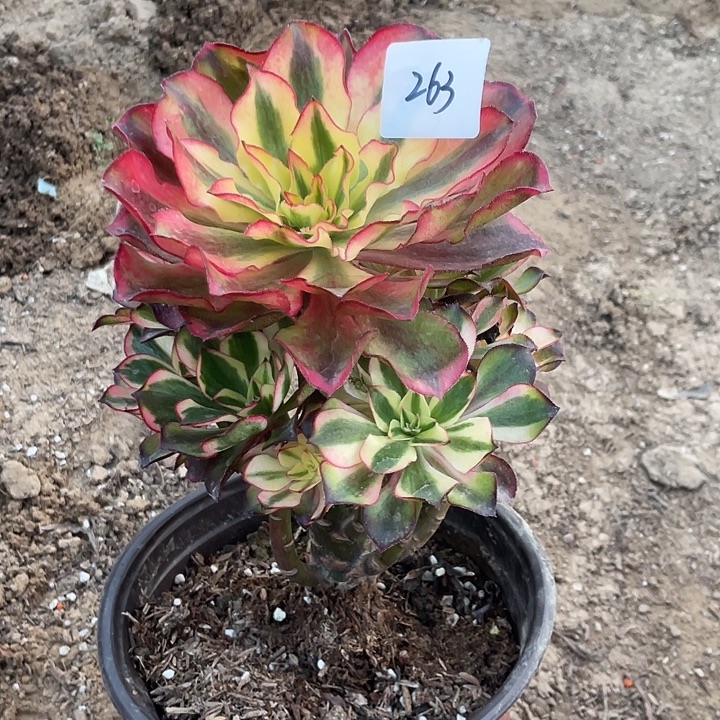 法师植物魅影法师263