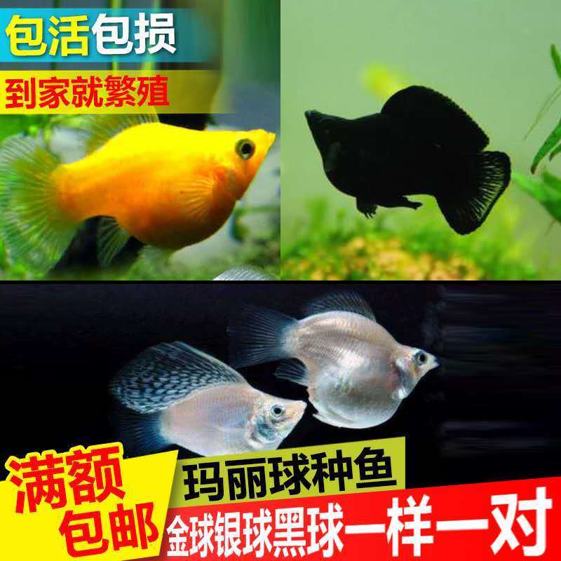 大种鱼好养耐活小型热带观赏鱼玛丽球鱼皮球鱼易繁殖可混养