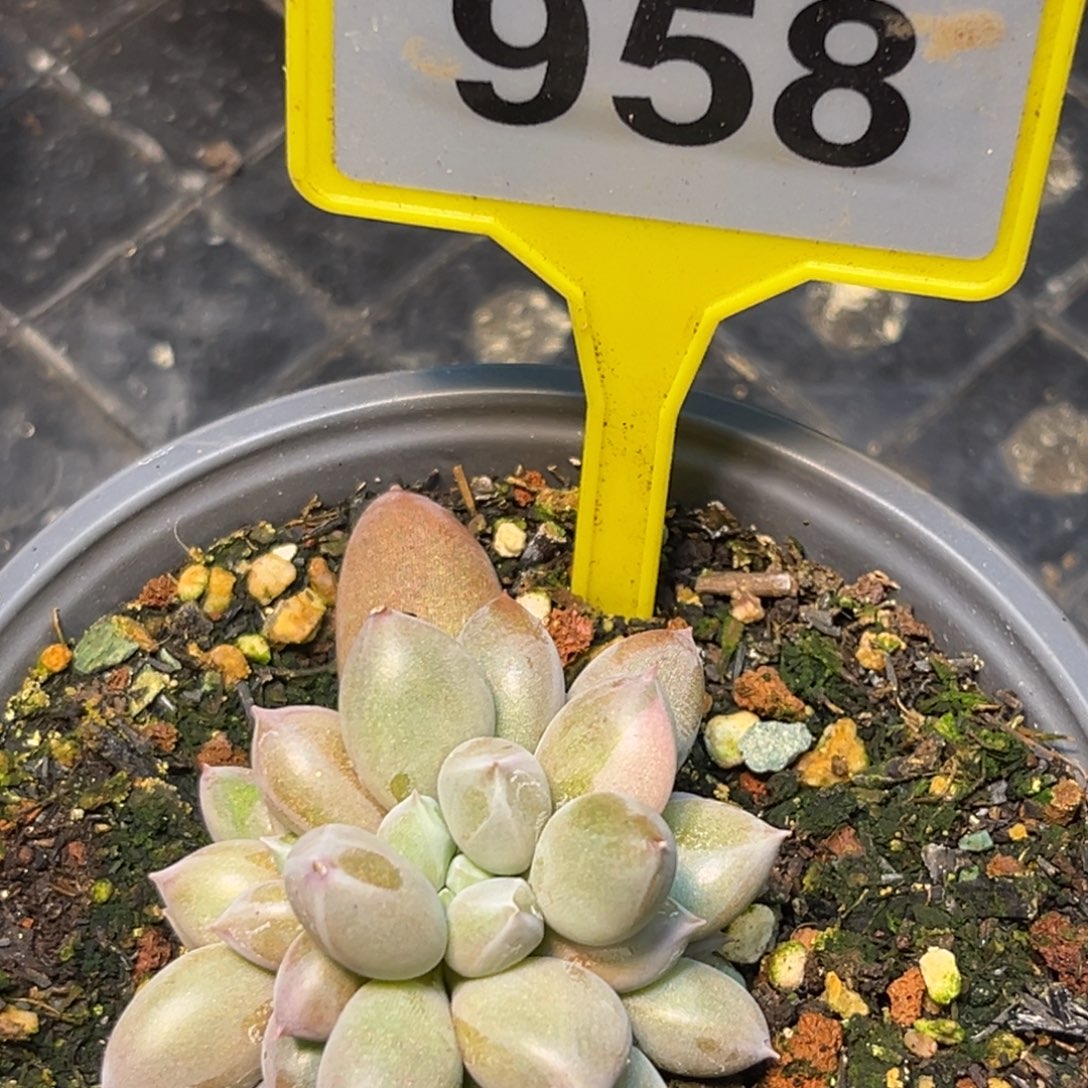 多肉植物海豚体哥特群958