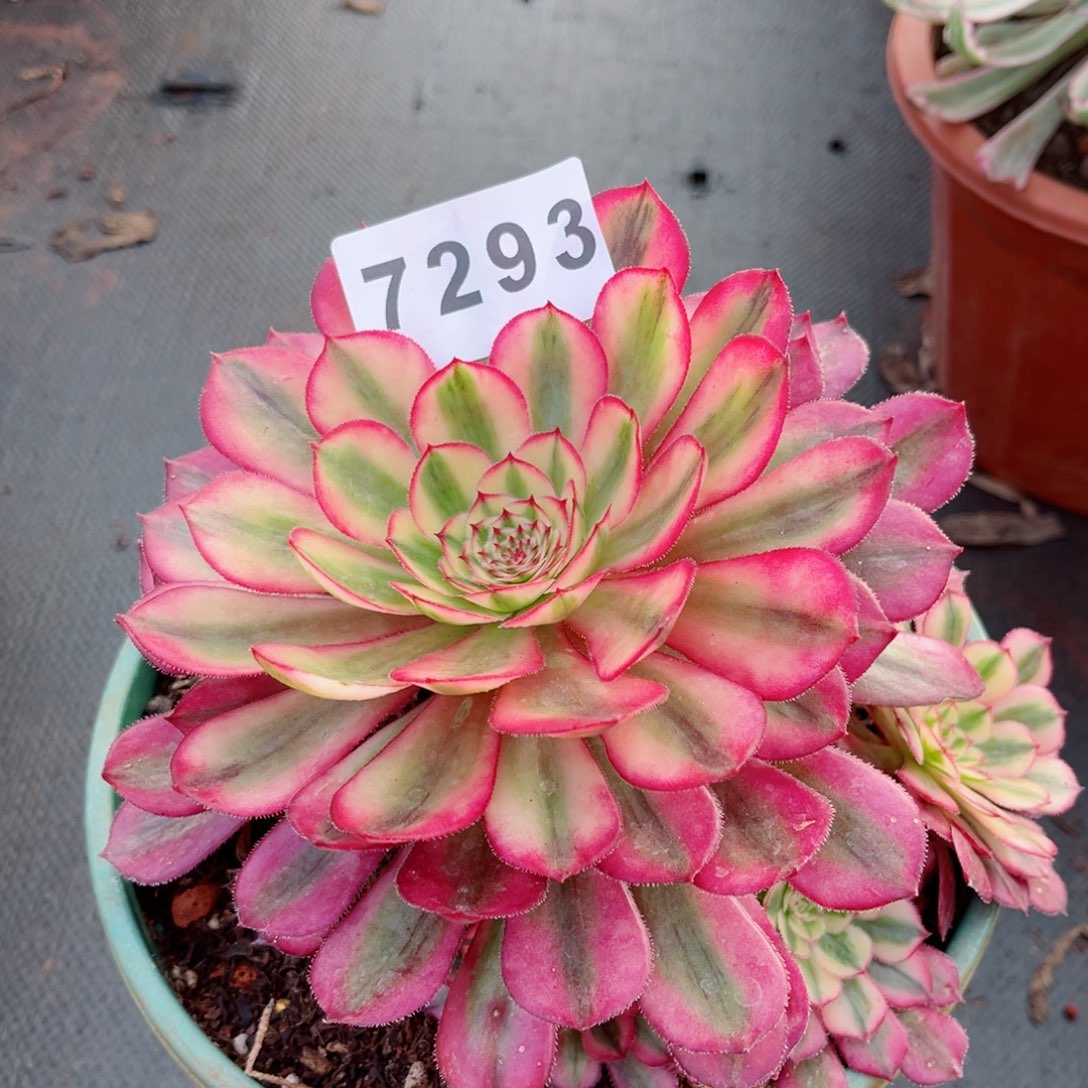 白月光多肉发货发货