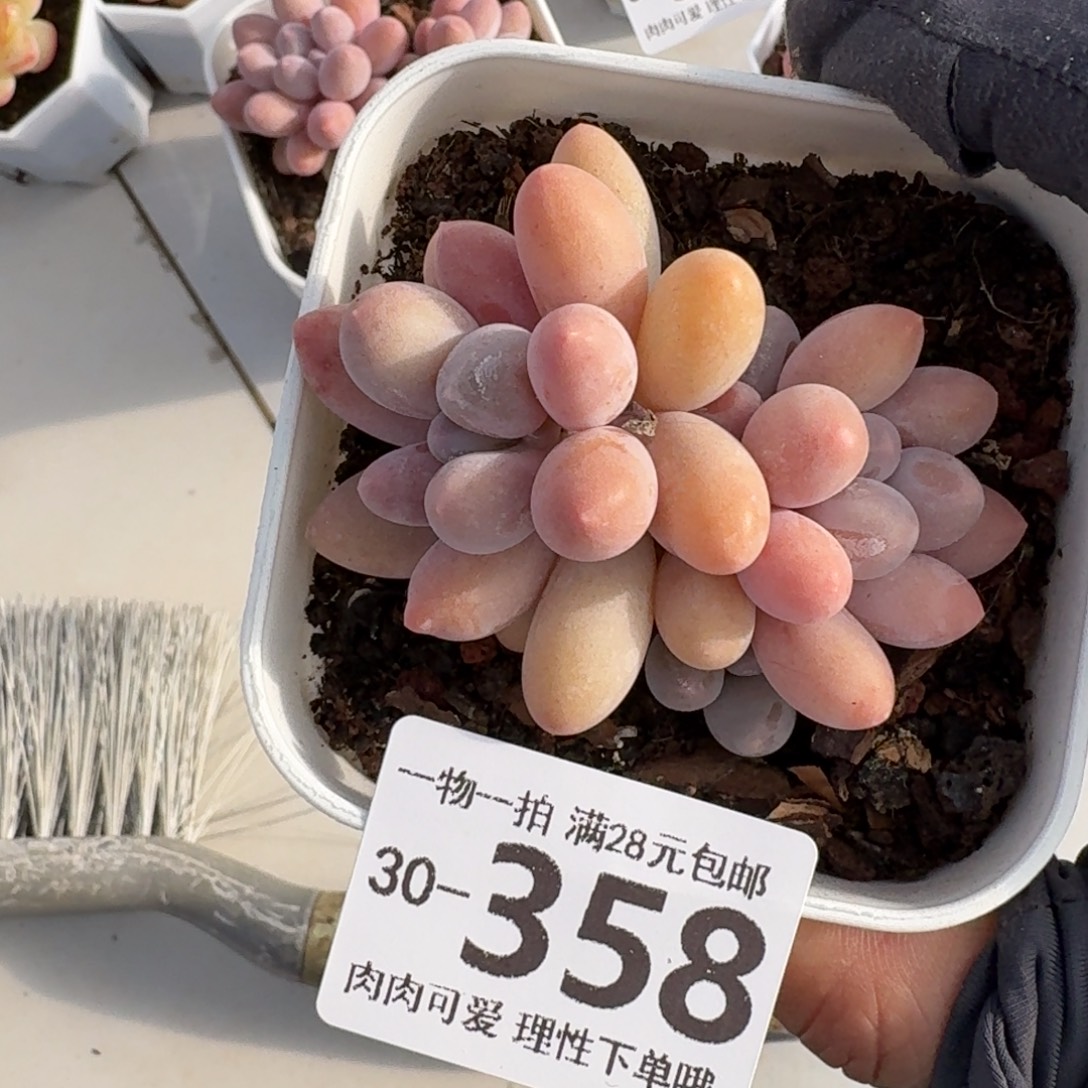 汤圆无盆土发货无