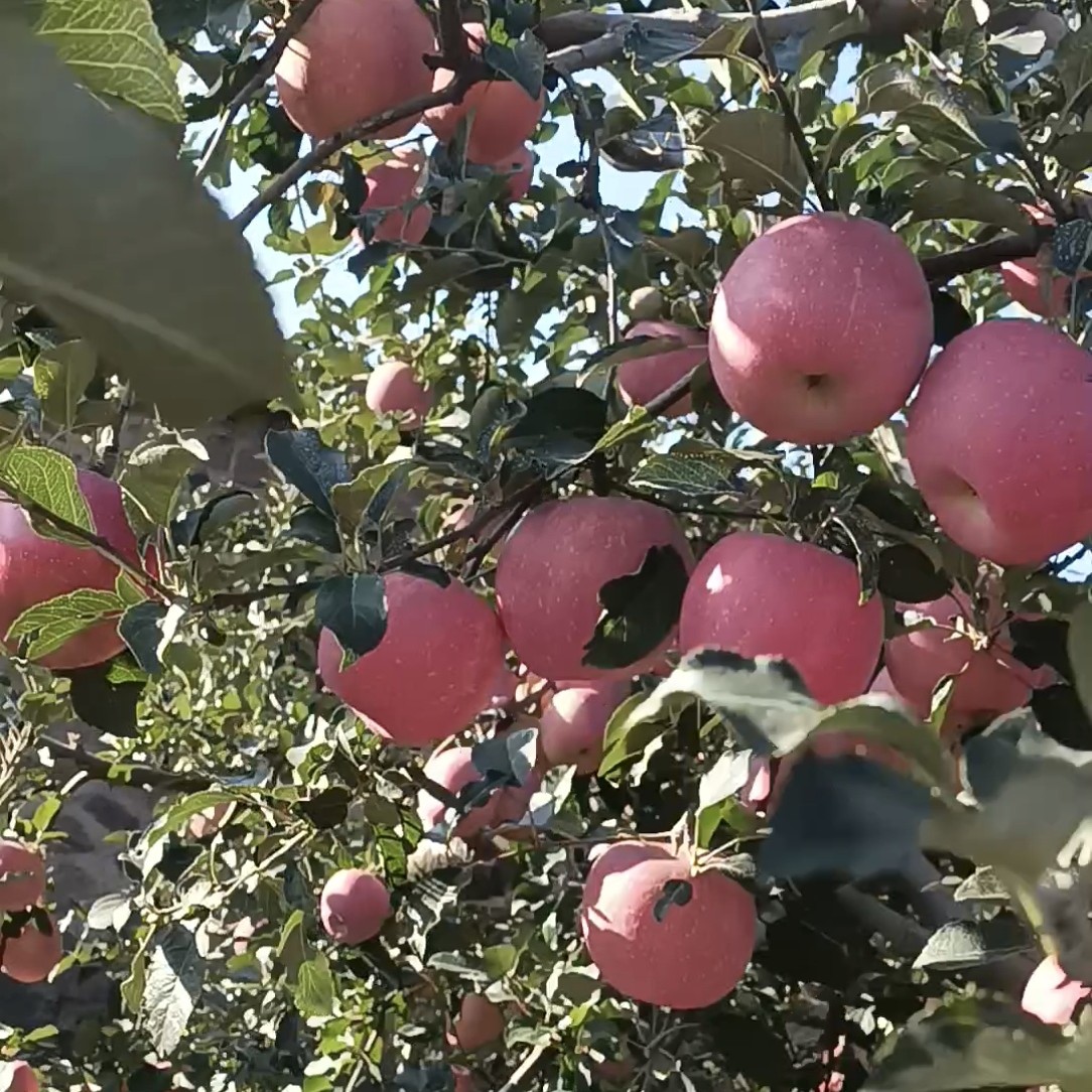 瓦房店赵屯红富士（80mm大个，一箱约15果，毛重约8斤）辽宁省
