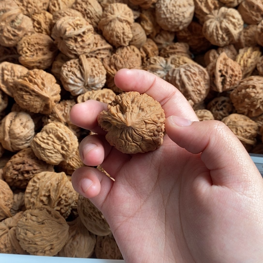 老***、大叶紫檀（黑酸枝木类）