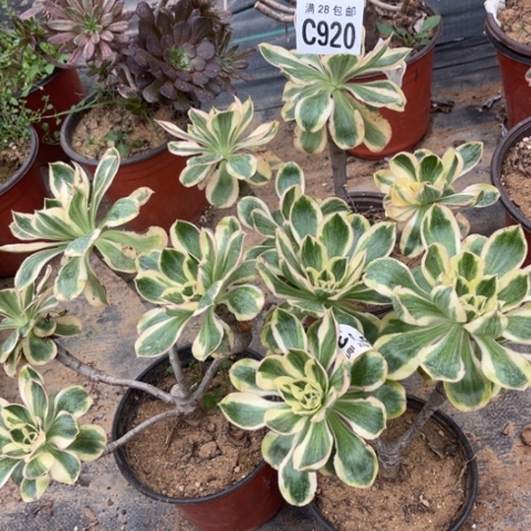 930燕子锦不包断枝