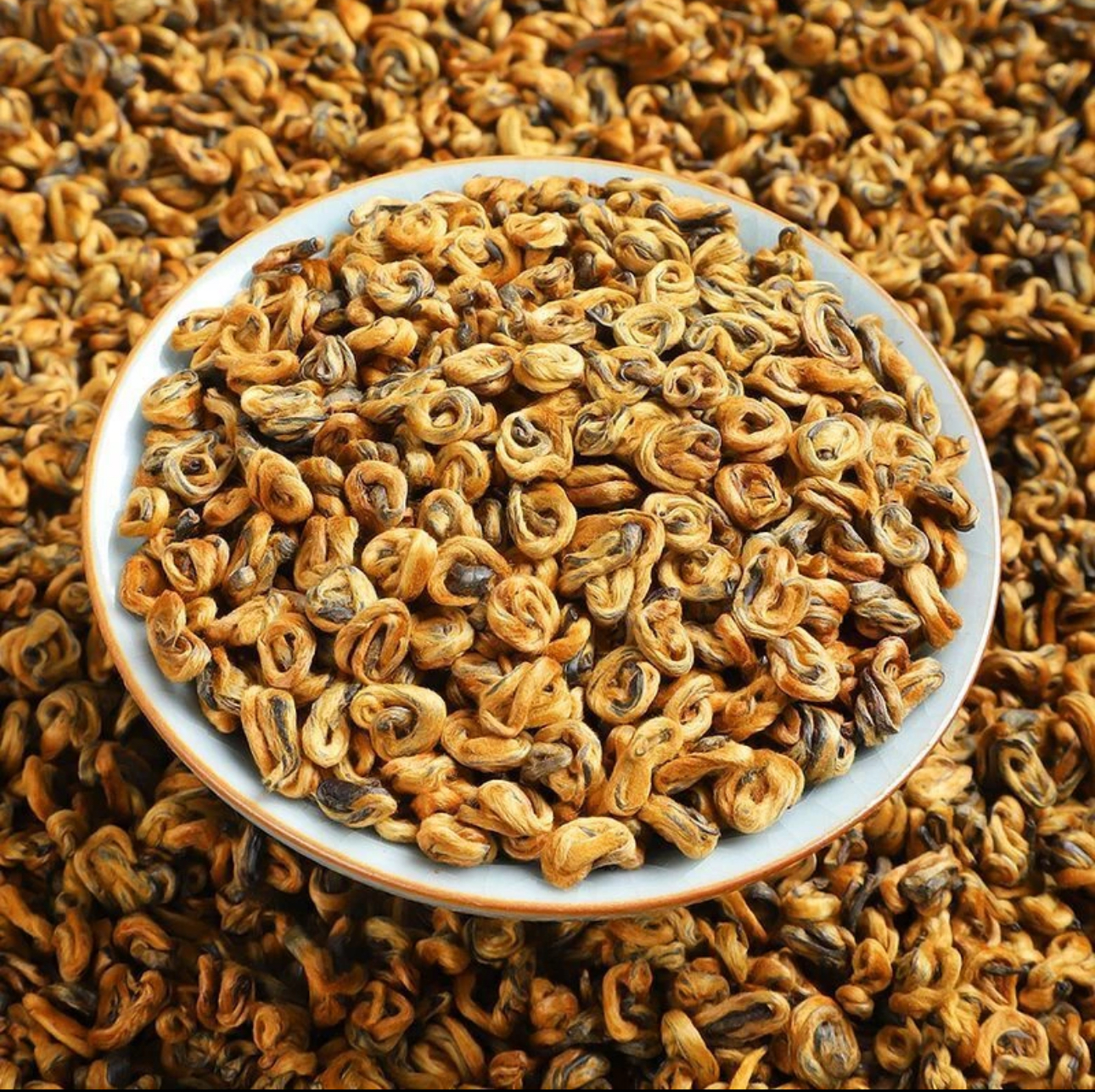 2025年头春 凤庆蜜香金螺王 甜润饱满 甘甜细腻鲜爽 云南滇红茶