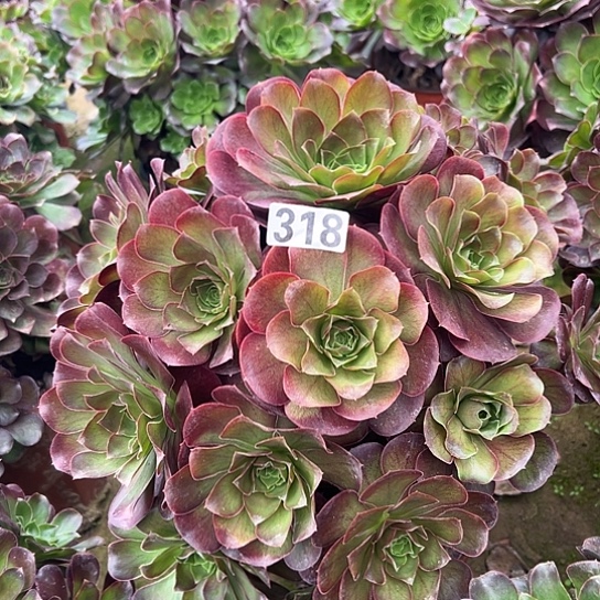 J***y多肉植物一个美金318