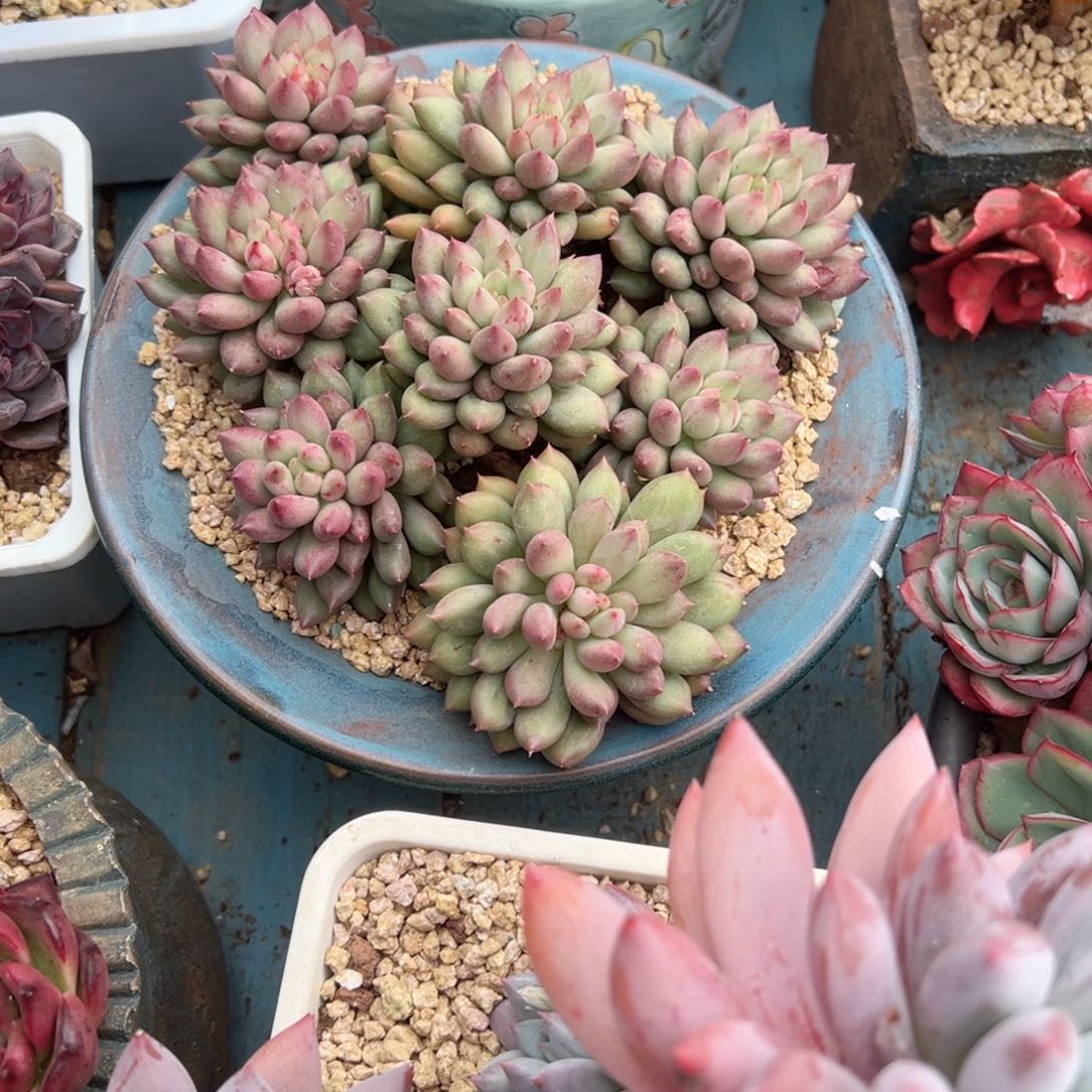 精品多肉植物老桩