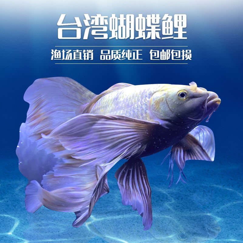 台湾蝴蝶鲤短球形广温观赏鱼淡水鱼