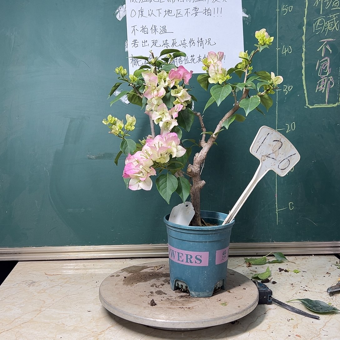 完全开放 绿樱有破皮 不售后 原生小树头126