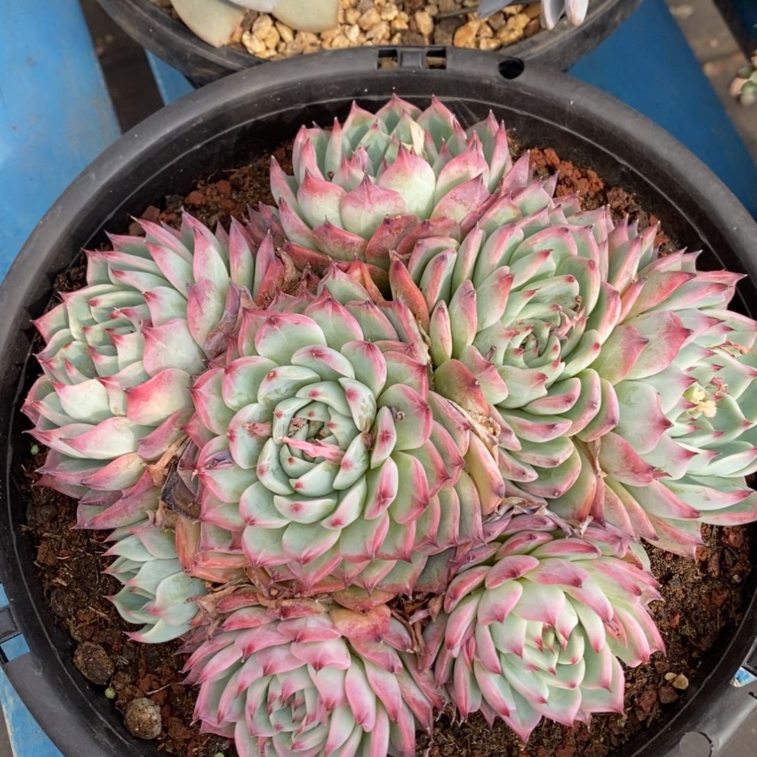 发货多肉植物一物一拍