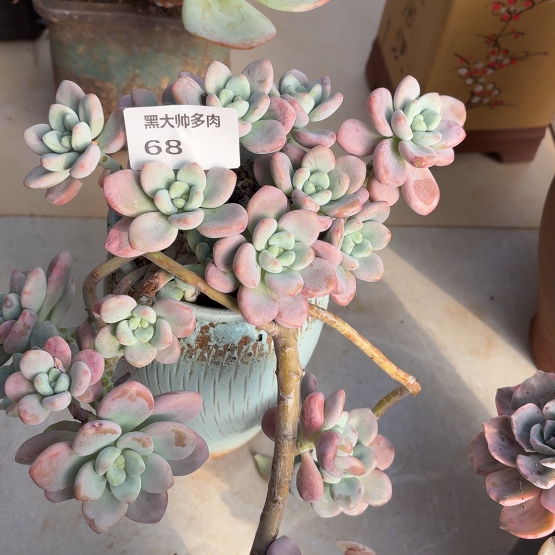 玉***心黑大帅多肉68洛神