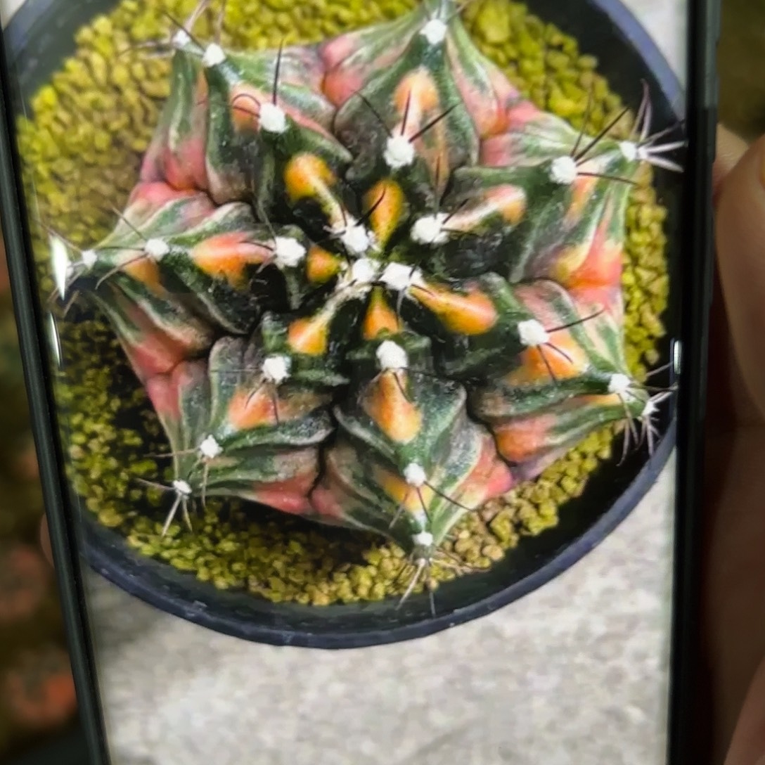 256-1106国内发货多肉