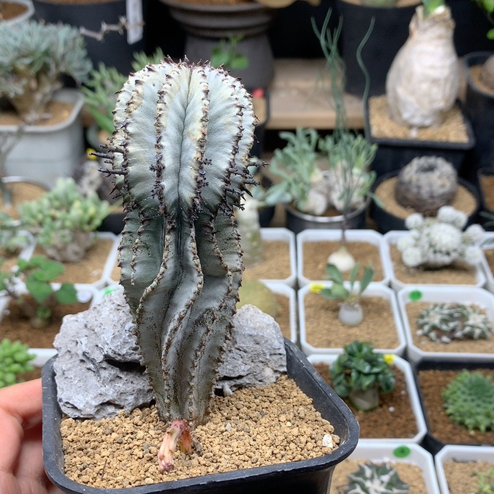 超浓白白衣魁伟玉脱土