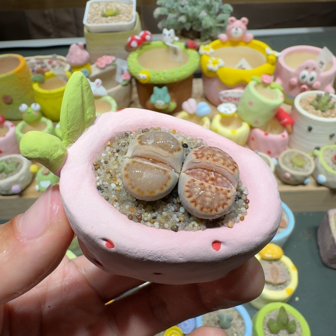 红陶蘑菇226c216饼干