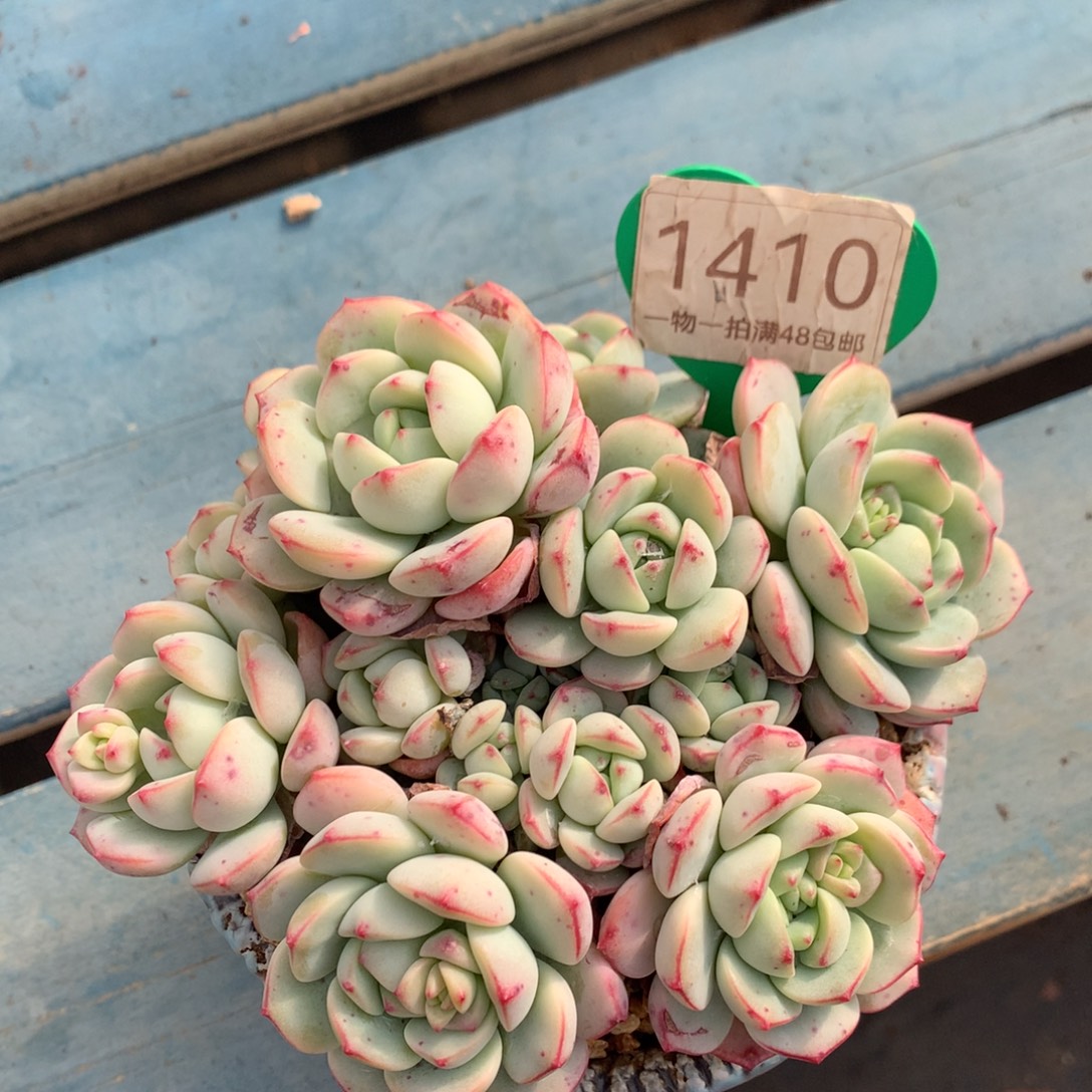 香草矮桩平头无砍1410