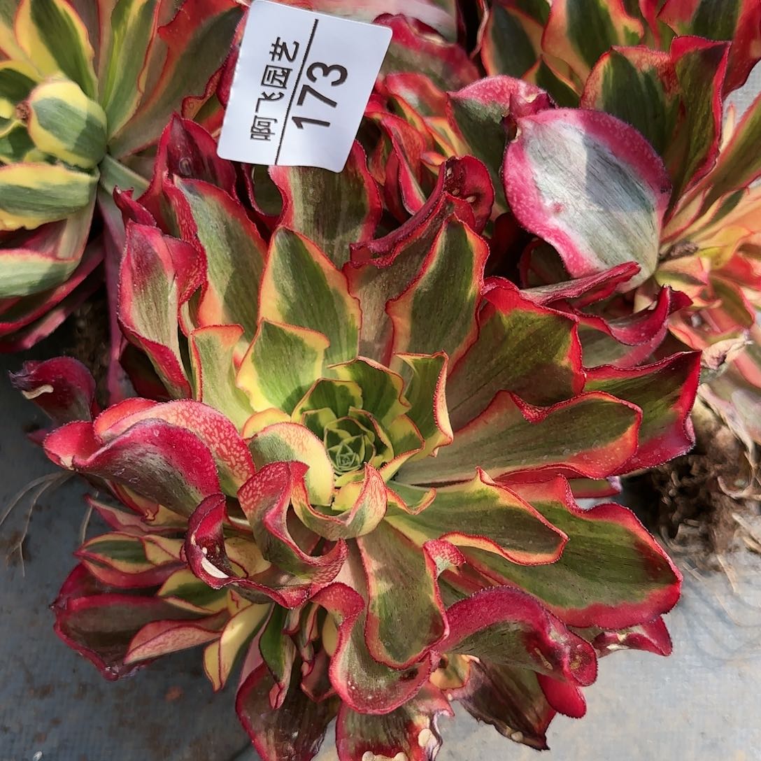 173多肉 魅影捧花