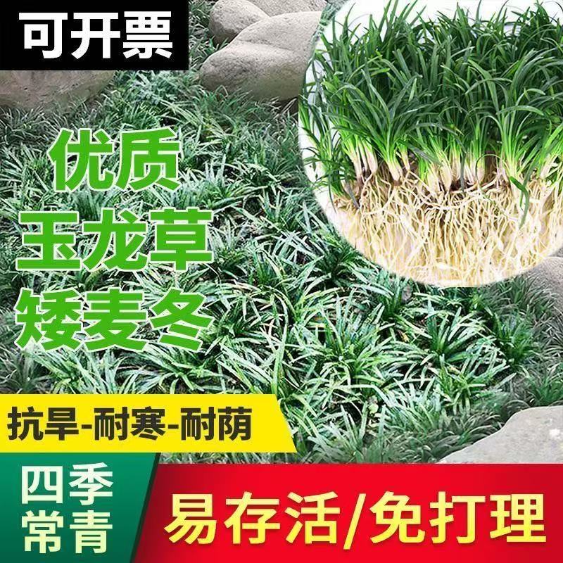 矮麦冬玉龙草耐荫耐寒庭院别墅园林绿化草坪植物观赏超矮麦冬草