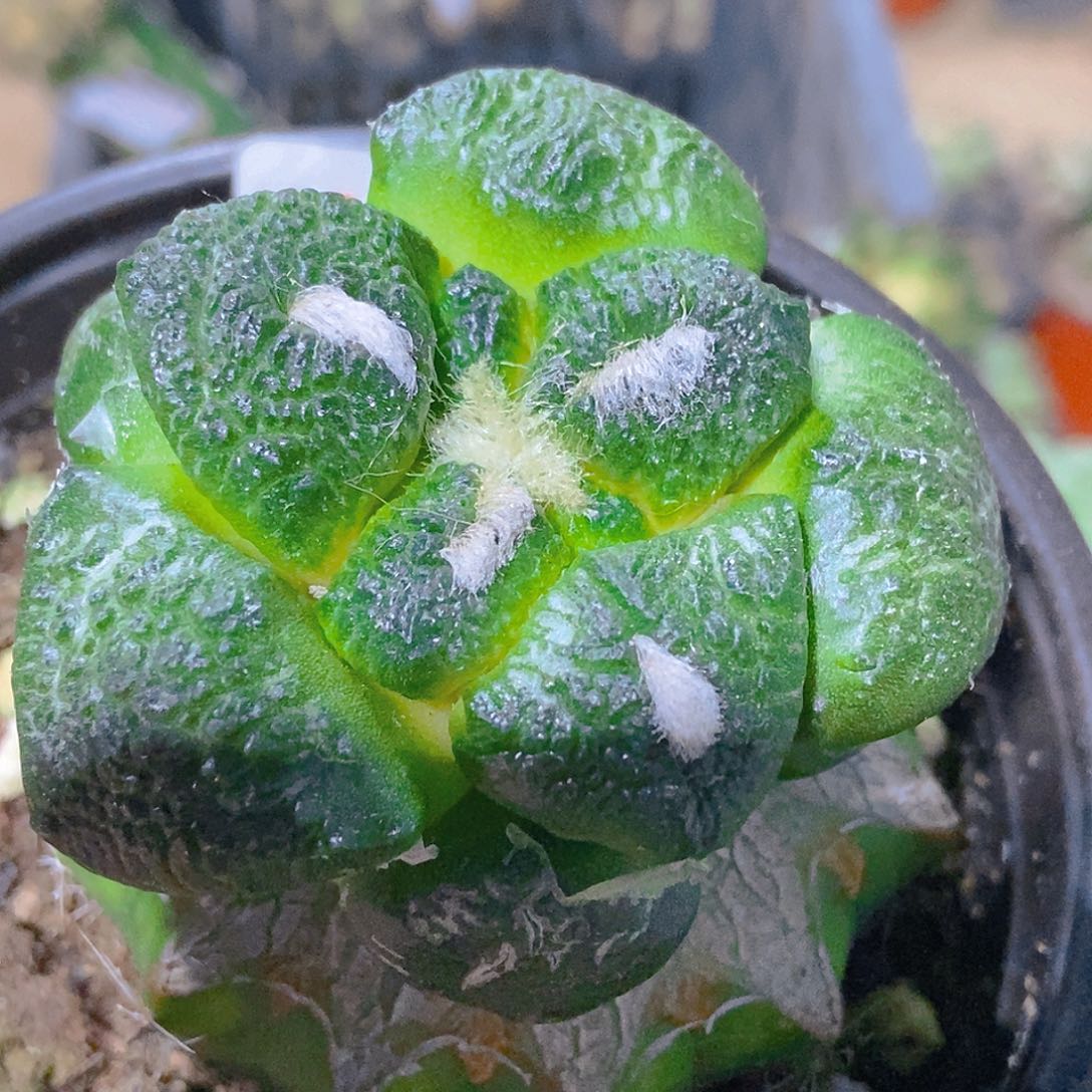 无花朵福利大尤连山牡丹827