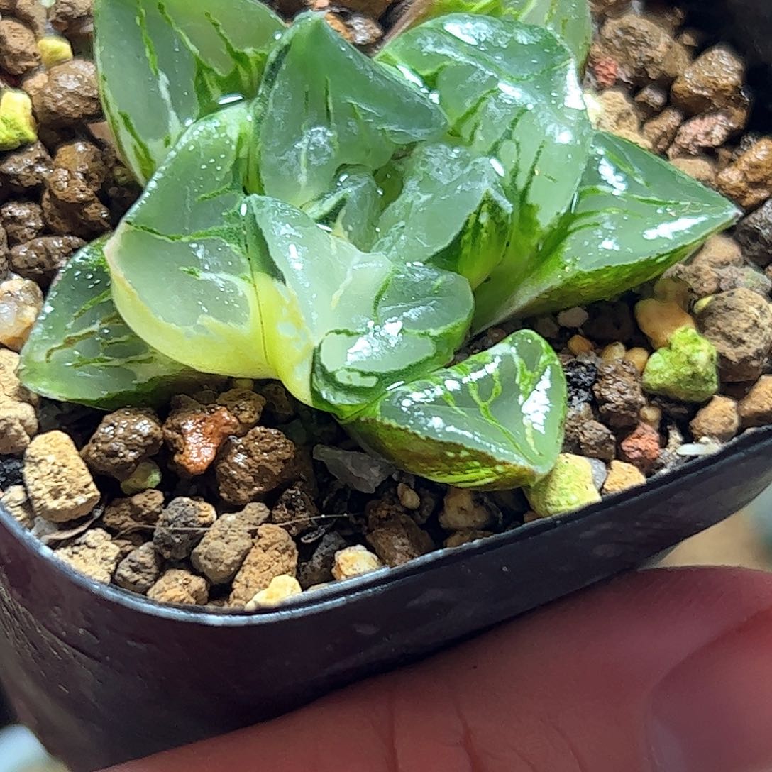 摩迪卡锦十二卷多肉