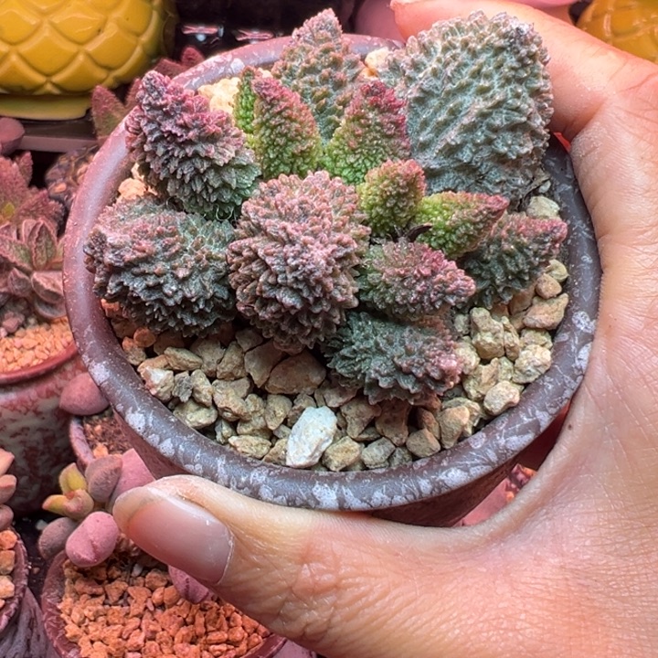 一物一拍，带盆发货