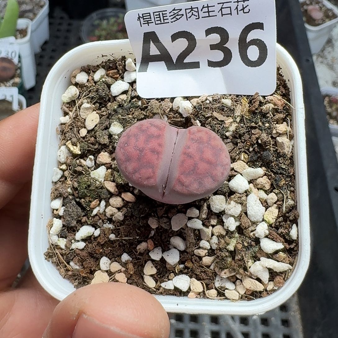 236多肉植物多肉植物