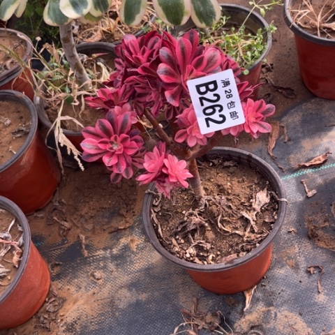 262美杜莎母本有砍不包断枝