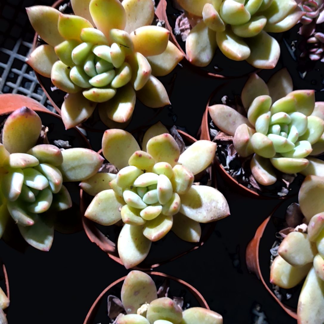 满6元包邮，香槟大颗