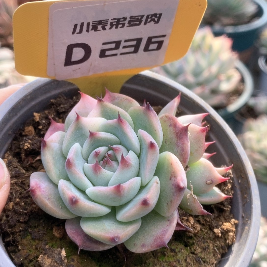 D236锦锦锦锦锦锦